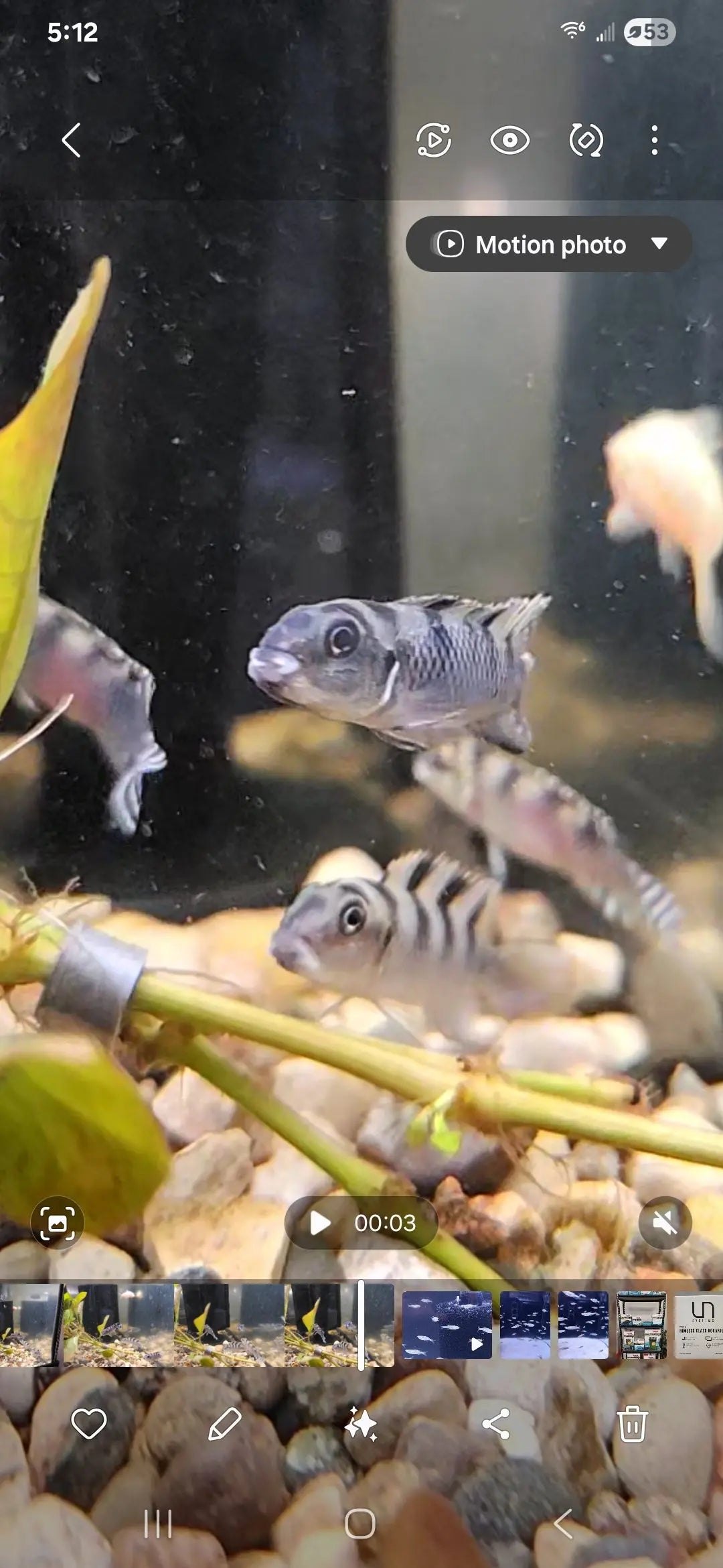 Nigerian Yellow Kribensis – Pelvicachromis pulcher yellow morph cichlid