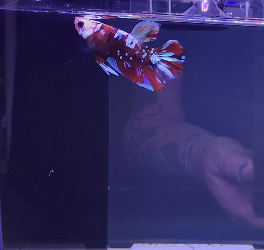 Male Plakat Koi Galaxy Betta (Betta splendens) – short-finned Betta with striking red, blue, white, and orange marbled galaxy pattern swimming in a planted freshwater aquarium, bold and colorful