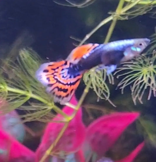Dumbo Ear Red Dragon Male Guppy