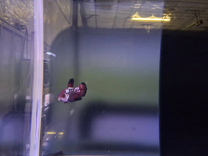 Male Plakat Black Vampire Betta (Betta splendens) – dark short-finned Betta with deep black body, red accents, and metallic sheen swimming in a planted freshwater aquarium