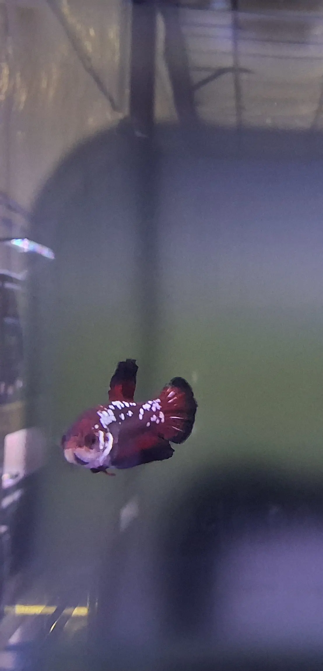 Male Plakat Black Vampire Betta (Betta splendens) – dark short-finned Betta with deep black body, red accents, and metallic sheen swimming in a planted freshwater aquarium