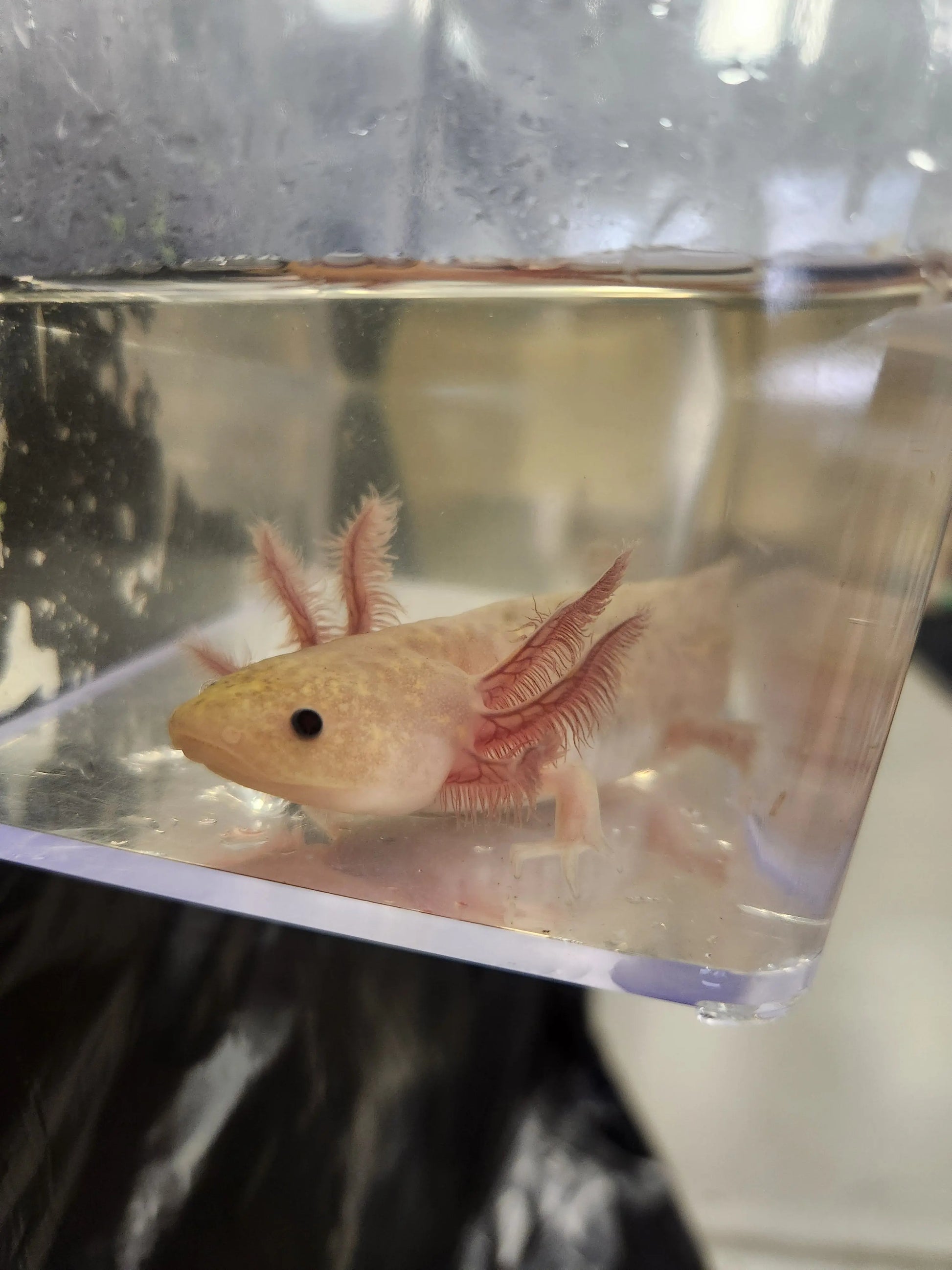 Lavender Axolotl – pastel purple axolotl with red gills resting on sand in a cool-water aquarium