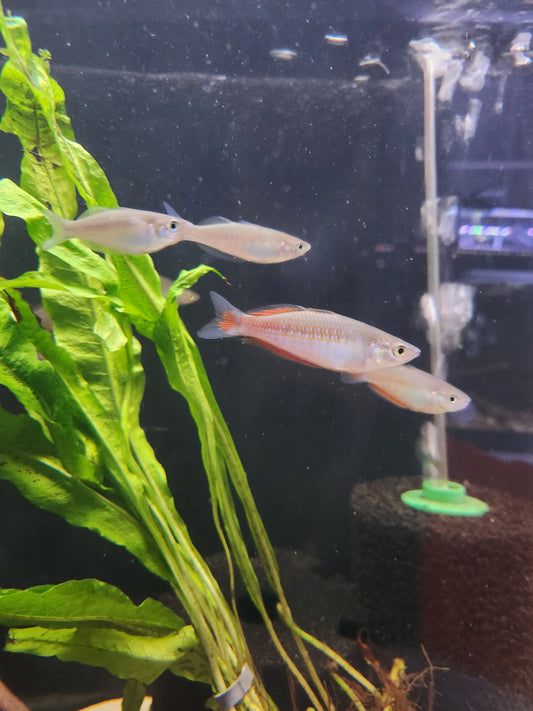 Parkinsoni Rainbowfish (Melanotaenia parkinsoni) for Sale