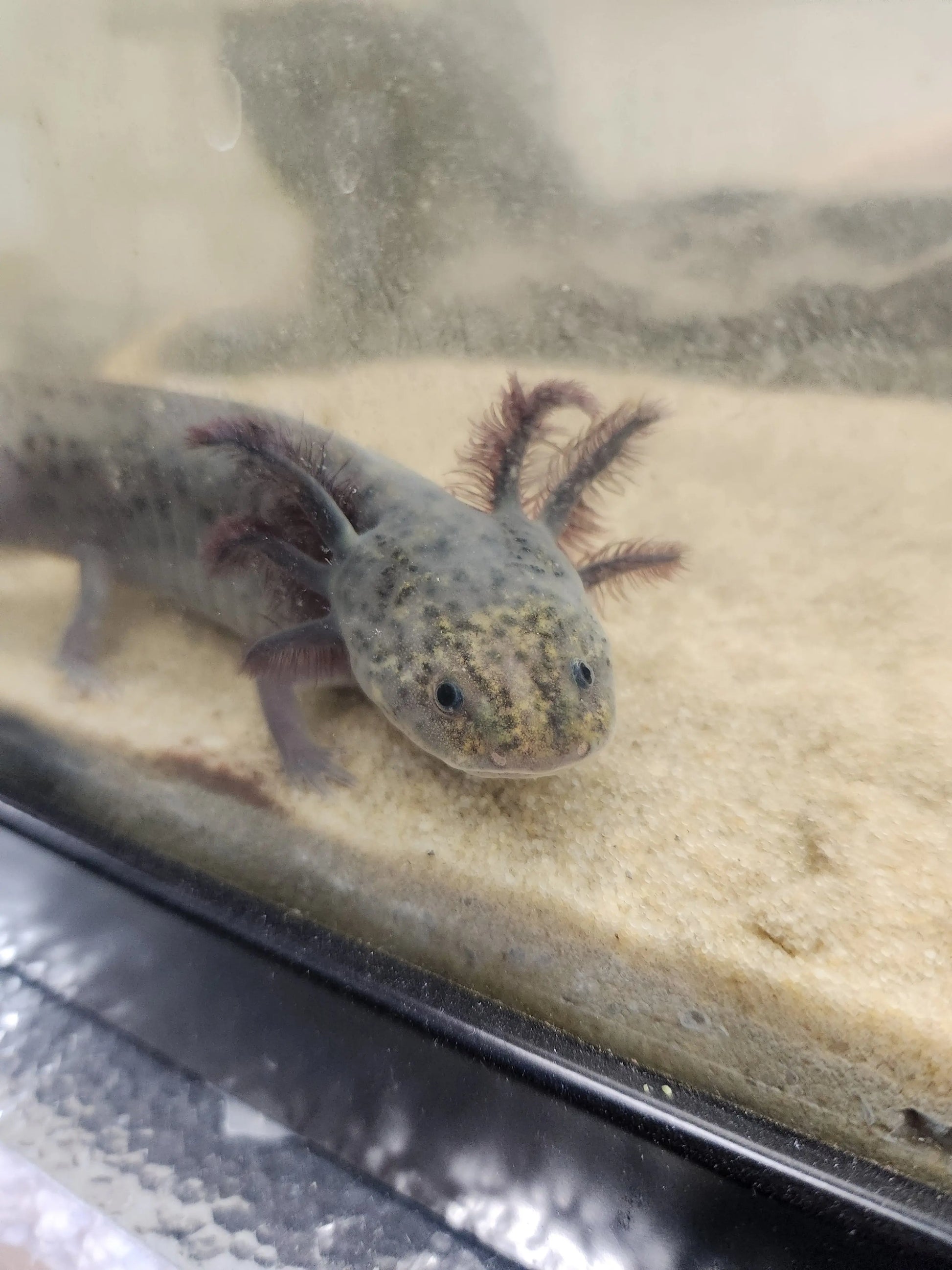 Silver Dalmatian Axolotl – light silver axolotl with black dalmatian spots resting on sand in a freshwater aquarium