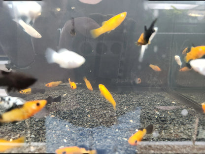 Unique Mixed Molly Tropical Treasures Wyo LLC
