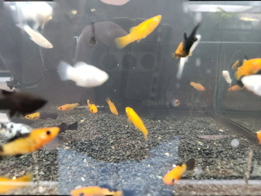 Unique Mixed Molly Tropical Treasures Wyo LLC