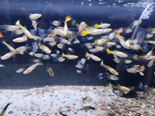 Assorted female guppy – colorful live freshwater aquarium fish