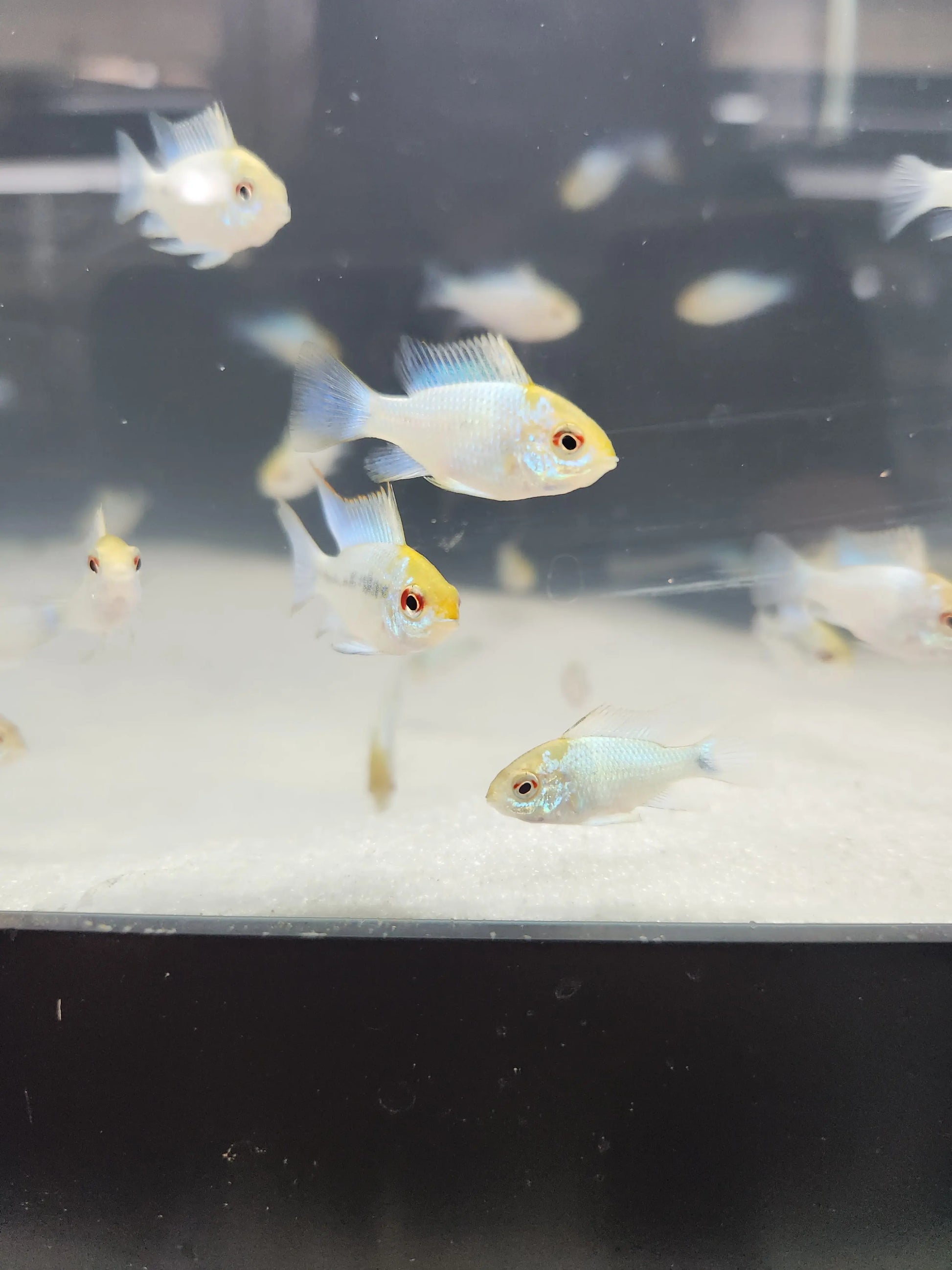 Gold Head Electric Blue Ram dwarf cichlid with neon-blue body and golden head