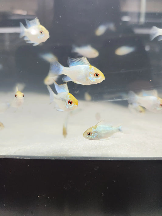 Gold Head Electric Blue Ram dwarf cichlid with neon-blue body and golden head