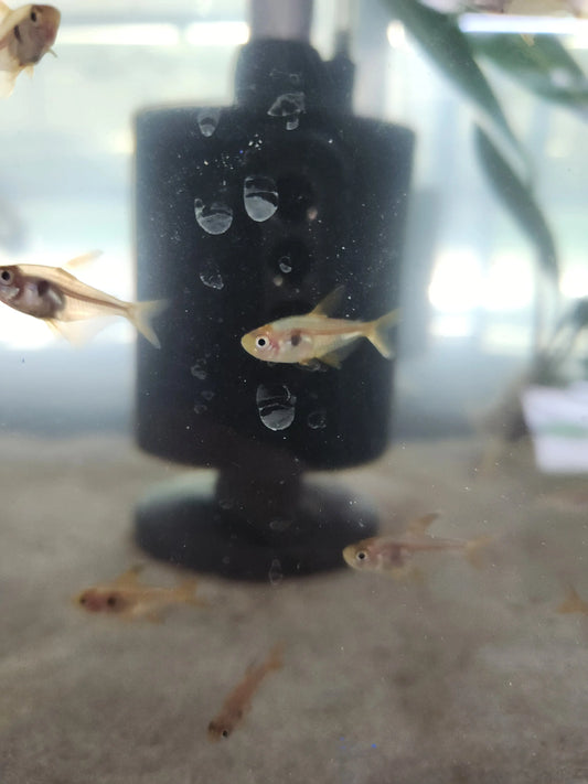 Black Phantom Tetra Tropical Treasures Wyo