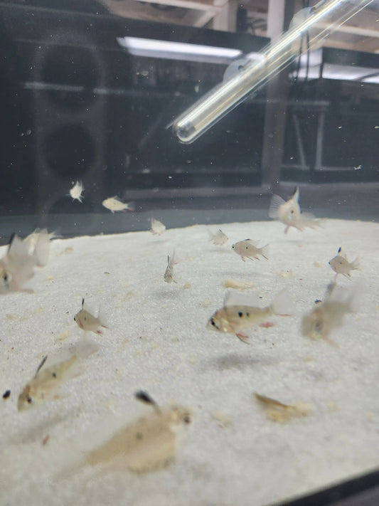 Mikrogeophagus altispinosus swimming peacefully in community tank
