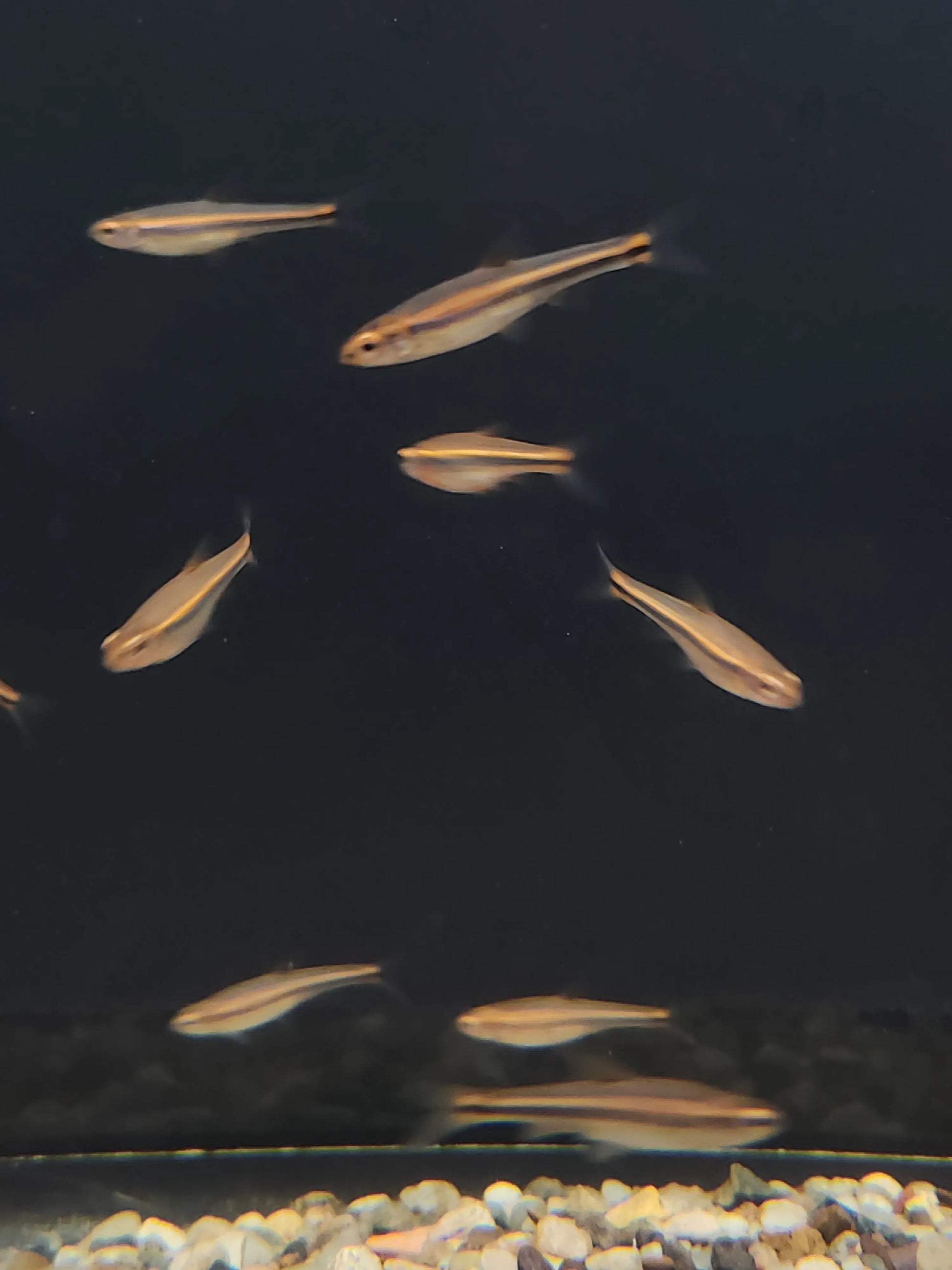 Rainbow Shiner (Notropis chrosomus) colorful freshwater fish in aquarium