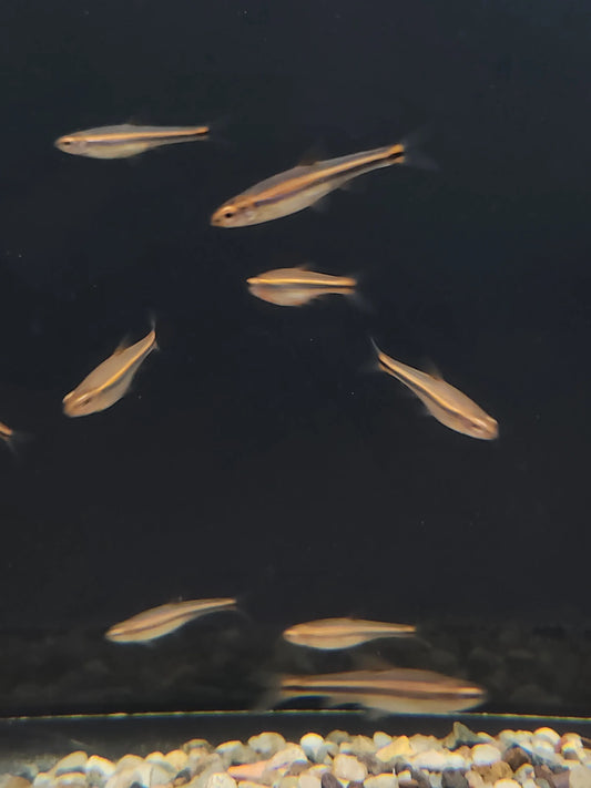 Rainbow Shiner (Notropis chrosomus) colorful freshwater fish in aquarium