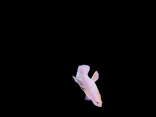 Male 24K Gold Betta (Betta splendens) – stunning metallic gold Betta fish with full flowing fins and bright golden scales swimming in a freshwater aquarium