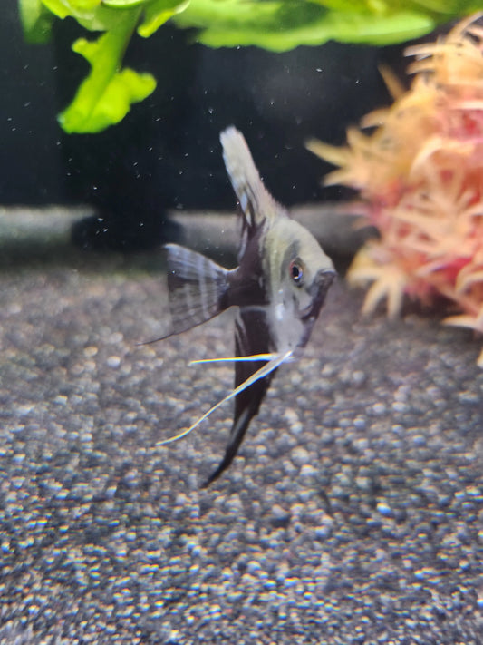 Blue Smokey Angelfish