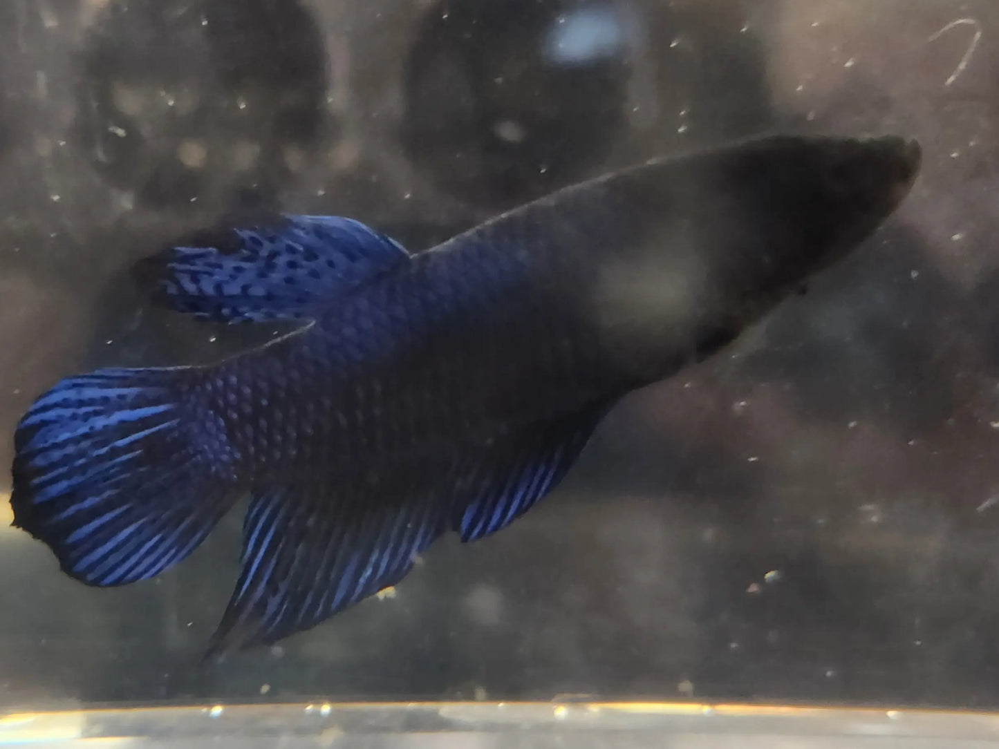 Giant Male Betta fish – large Betta splendens with vibrant colors and flowing fins swimming in a freshwater planted aquarium.