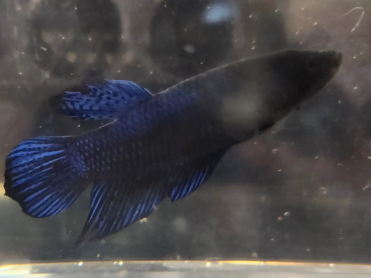 Giant Male Betta – Large Blue Freshwater Aquarium Fish Tropical Treasures Wyo LLC
