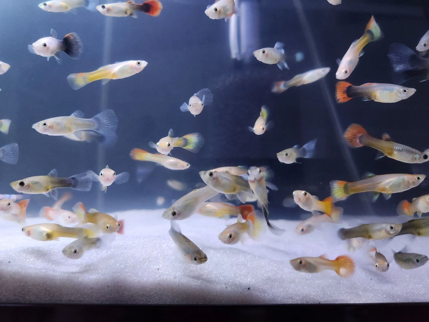 Assorted female guppies – hardy tropical livebearer fish