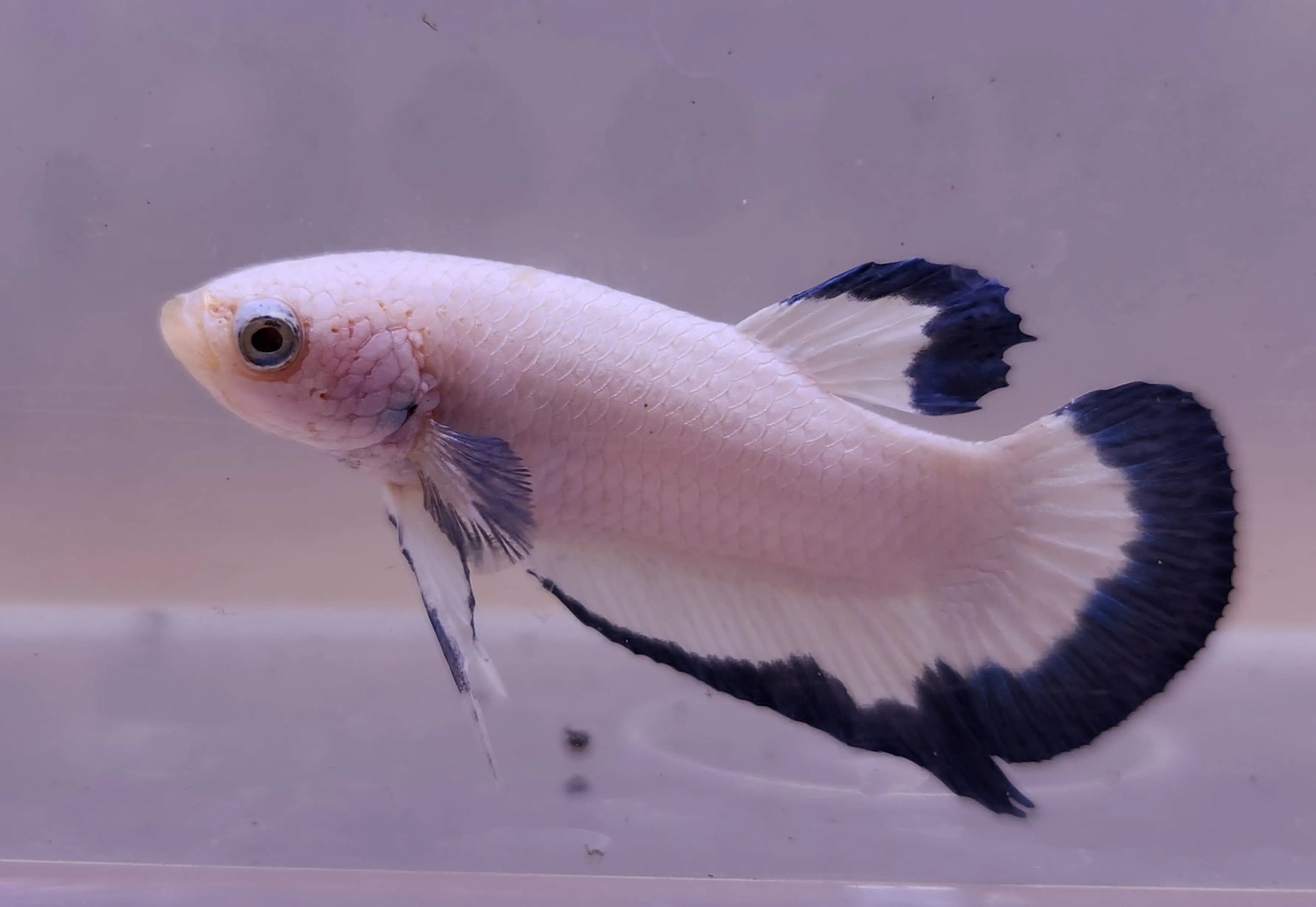 Blue Rim Plakat Betta Male with vibrant iridescent blue edging on its fins, short tail, and sleek body, showcasing striking contrast against its lighter body color in a freshwater aquarium.