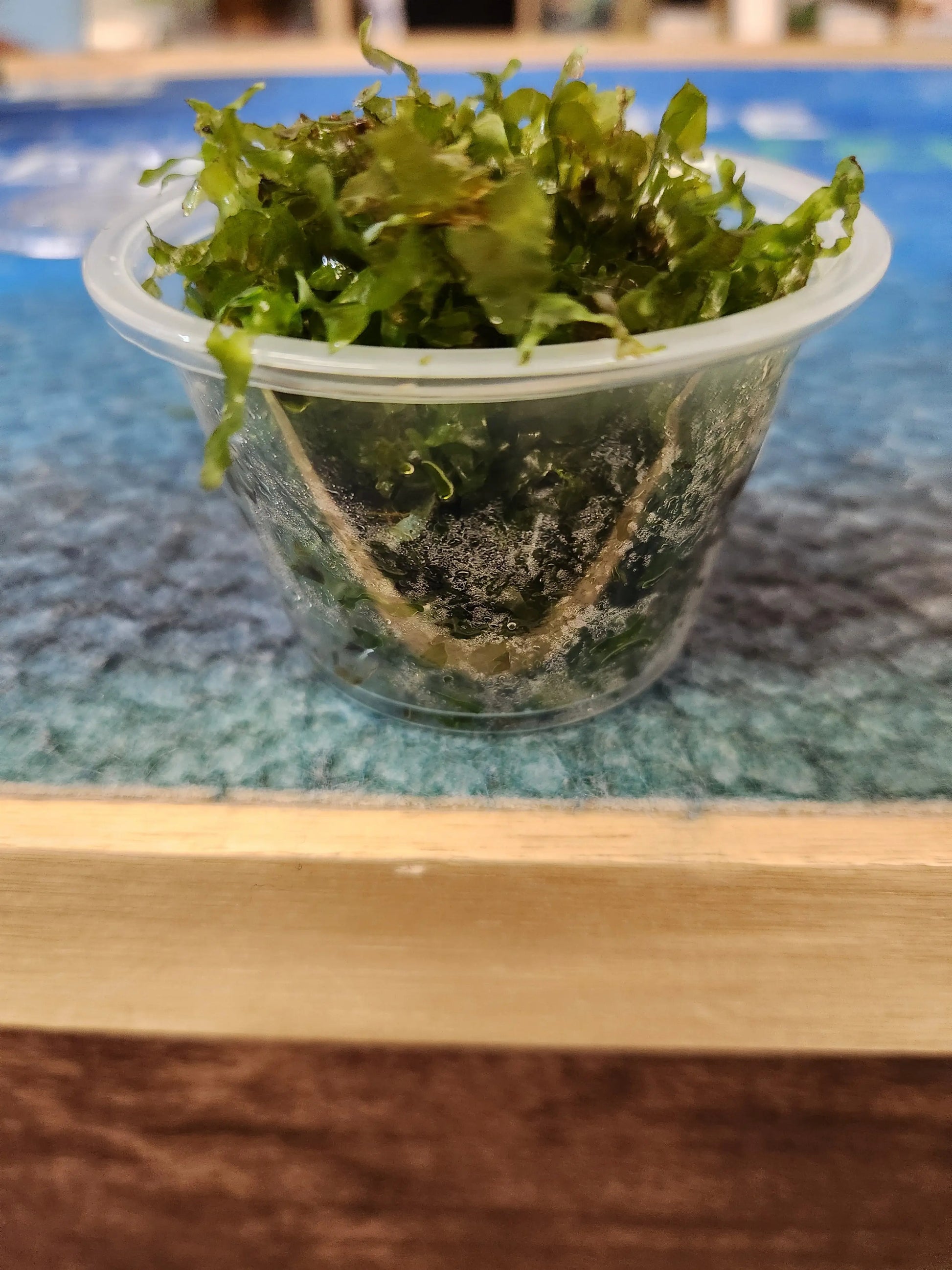 Süsswassertang (Lomariopsis lineata) Freshwater Seaweed Aquarium Plant