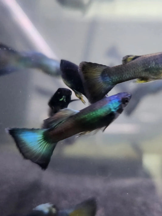 Guppy Blue Moscow (Males) Tropical Treasures Wyo LLC