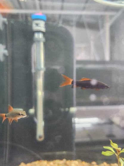 Close-up of Rainbow Shark with vivid red fins in aquarium