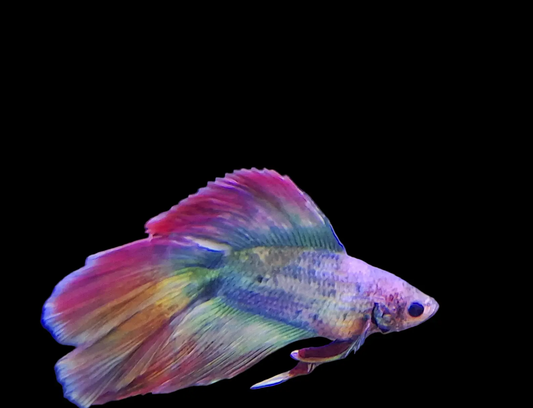 Male Halfmoon Doubletail Betta (Betta splendens) – elegant Betta fish with twin tail lobes and wide 180° fin spread in vibrant colors swimming gracefully in a planted freshwater aquarium