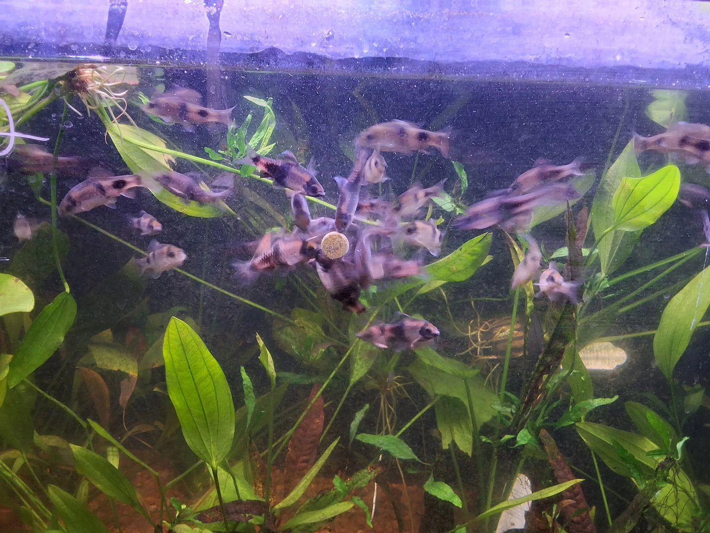 Melon Barb (Haludaria fasciata) – peaceful freshwater barb with warm orange and golden body tones and subtle vertical stripes swimming in a planted community aquarium