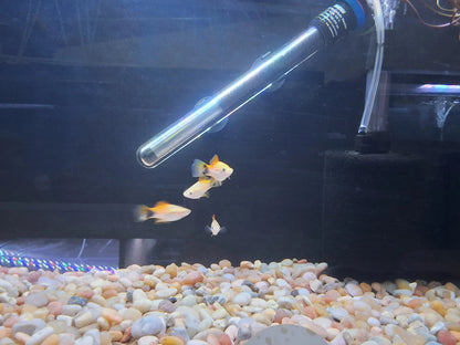 Pineapple Mickey Mouse Swordtail (Xiphophorus hellerii) – bright yellow-orange livebearer fish with signature Mickey Mouse tail spot swimming in a planted freshwater aquarium, peaceful and full of character