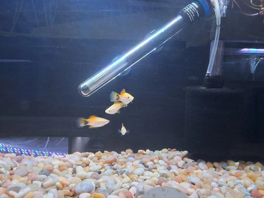 Pineapple Mickey Mouse Swordtail (Xiphophorus hellerii) – bright yellow-orange livebearer fish with signature Mickey Mouse tail spot swimming in a planted freshwater aquarium, peaceful and full of character