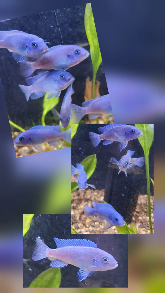 Pseudotropheus estherae “Blue Blue” – vibrant blue Zebra Mbuna Cichlid swimming over rocks in a freshwater African cichlid aquarium