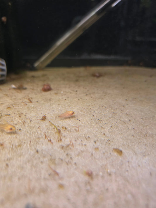 Albino Pygmy Corydoras (Corydoras pygmaeus)