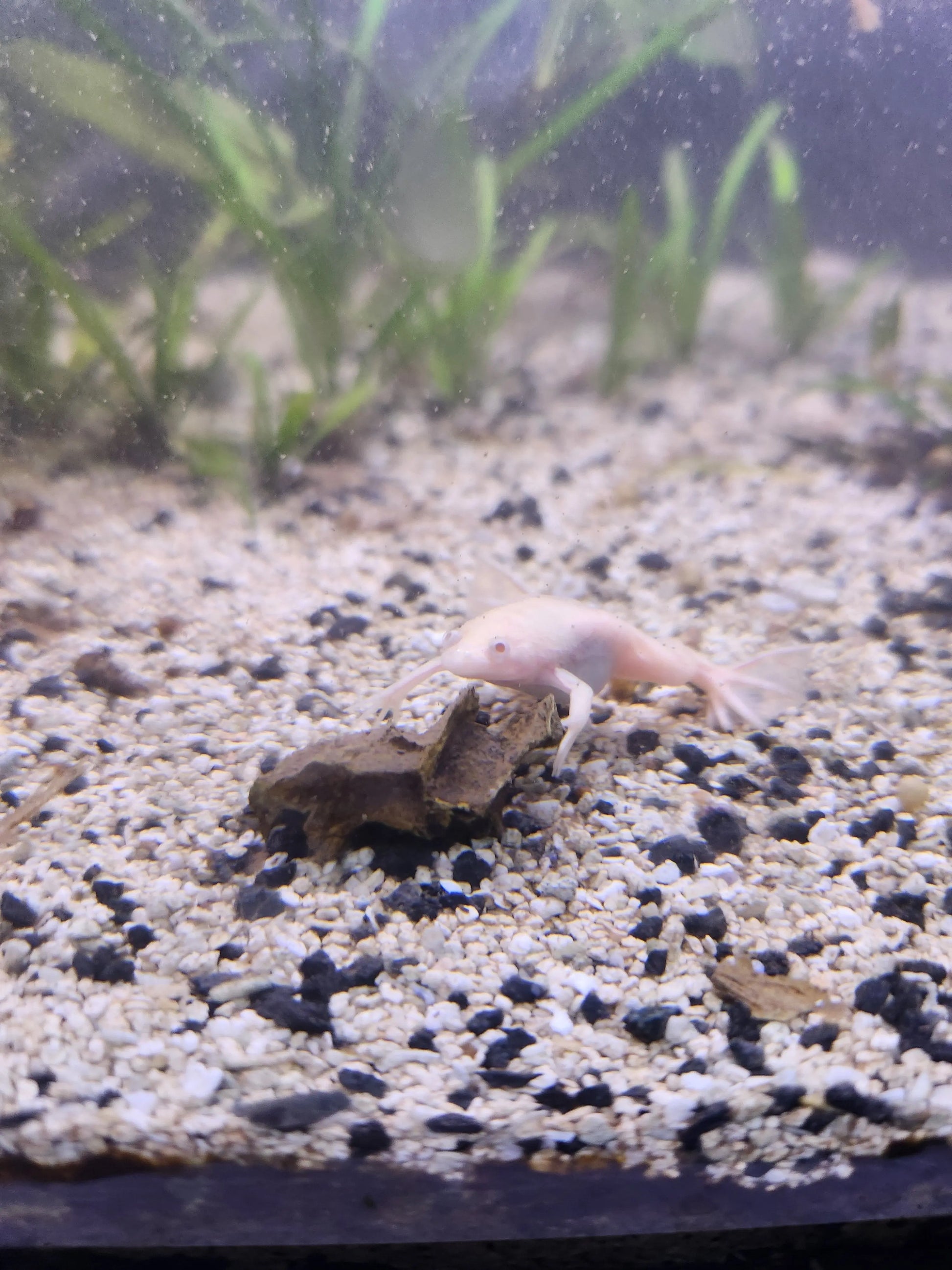 Albino African Clawed Frog (Xenopus laevis) – fully aquatic amphibian with pale pinkish-white skin, popular hardy pet frog for freshwater aquariums.