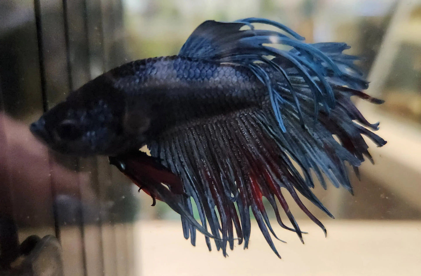 Male Crowntail Cambodian Betta (Betta splendens) – striking Betta fish with pale body and vivid red crown-like fins showcasing dramatic spiked tail rays swimming in a planted freshwater aquarium