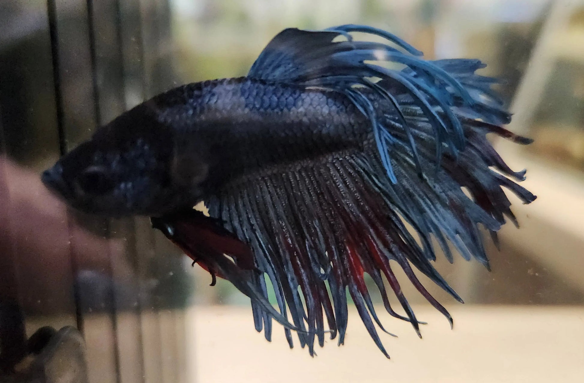 Male Crowntail Cambodian Betta (Betta splendens) – striking Betta fish with pale body and vivid red crown-like fins showcasing dramatic spiked tail rays swimming in a planted freshwater aquarium