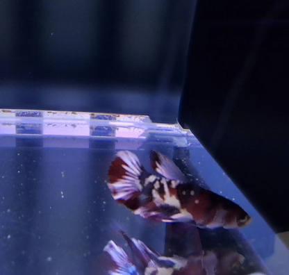 Male Plakat Koi Nemo Galaxy Betta (Betta splendens) – vibrant short-finned Betta with orange, red, blue, and white marbled galaxy pattern swimming in a planted freshwater aquarium