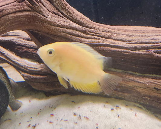 Gold Severum Cichlid – bright golden-yellow cichlid swimming in a freshwater aquarium with plants