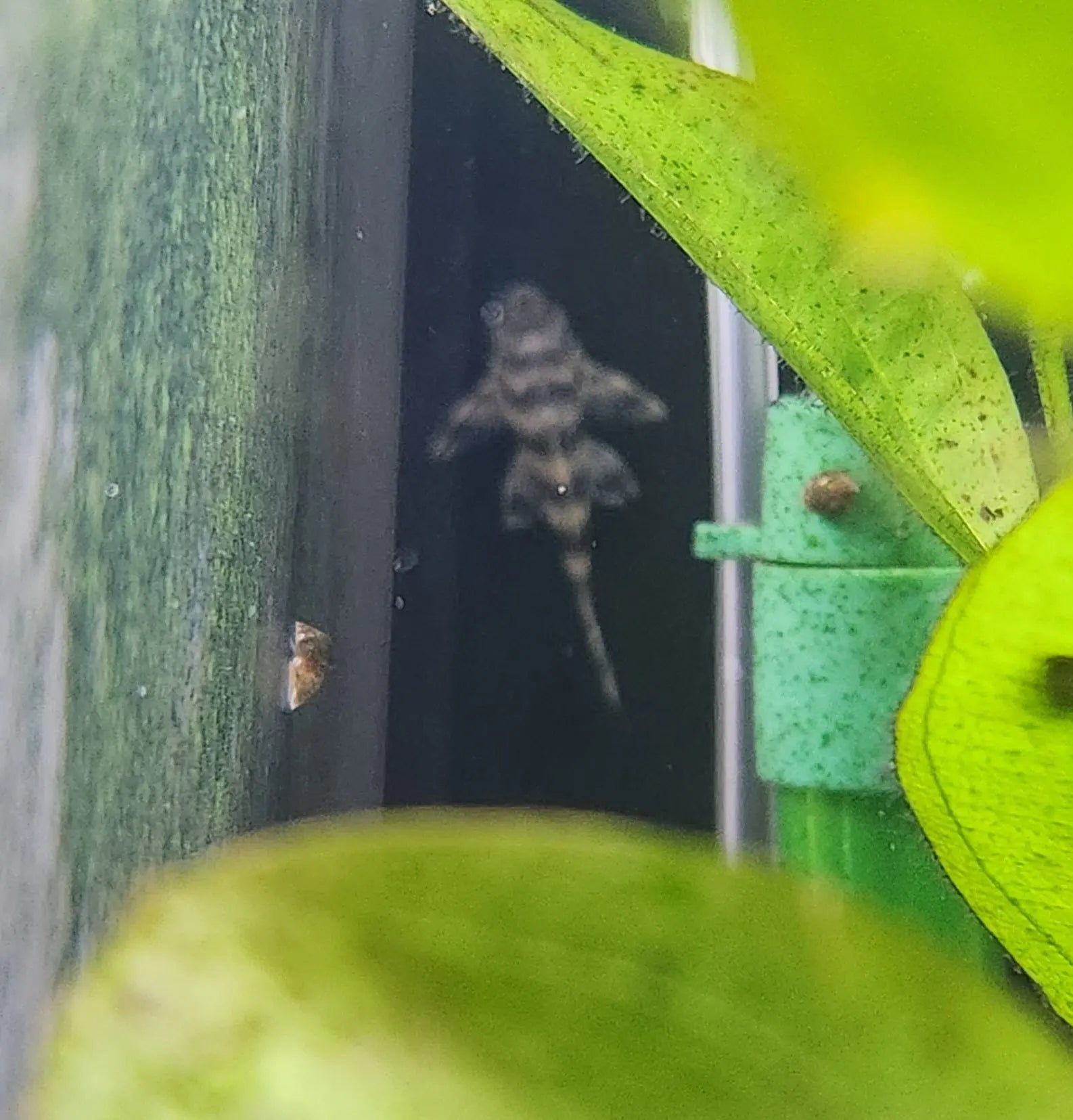 L143 Imperial Tiger Pleco – small striped Hypancistrus pleco with bold tiger pattern resting in a freshwater aquarium cave
