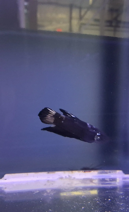 Male Plakat Black Samurai Betta (Betta splendens) – bold short-finned Betta with metallic black and silver armor-like scales and deep red fins swimming in a freshwater aquarium