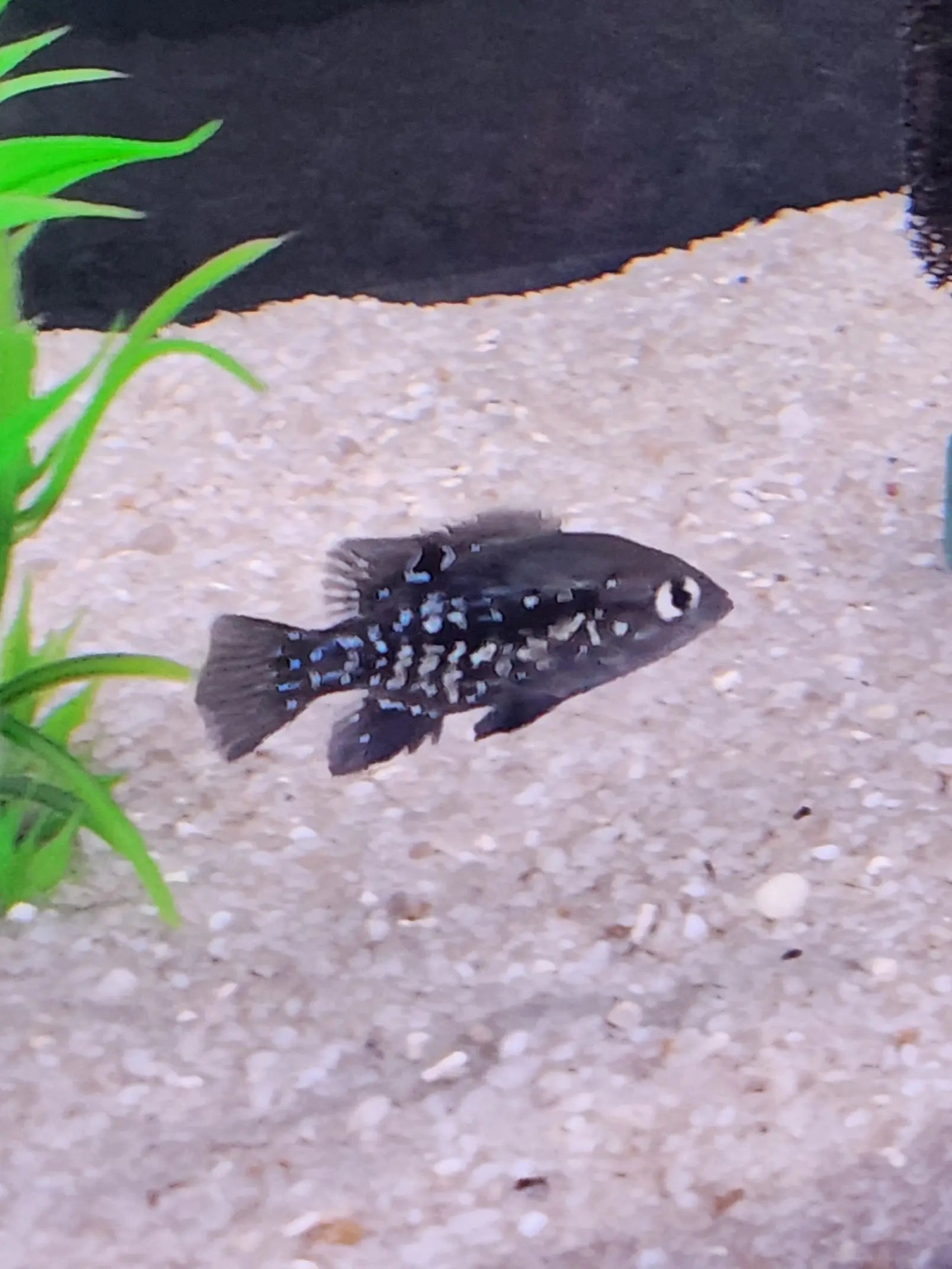 Pollen's Cichlid (Paratilapia polleni / Starry Night Cichlid) showing iridescent star-like spots