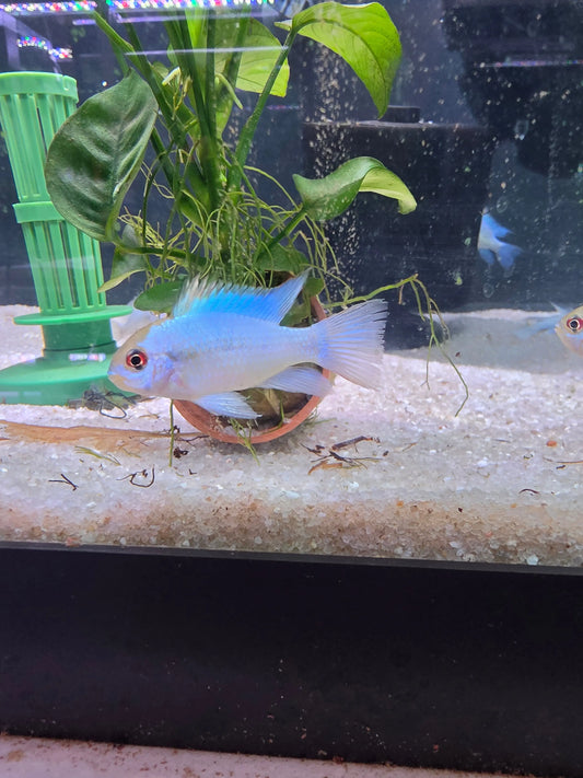 Electric Blue Ram dwarf cichlid with bright blue body and red eye in a planted freshwater aquarium