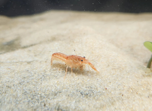 Orange Dwarf Mexican Crayfish Tropical Treasures Wyo LLC