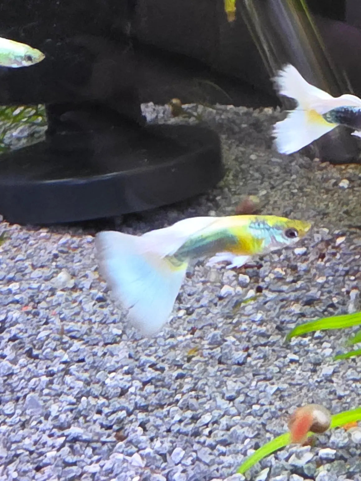 German Yellow Tux Guppy Male