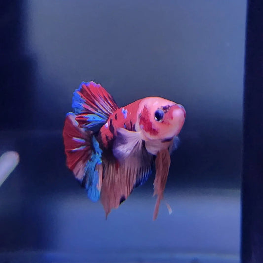 Male Delta Orange Koi Betta (Betta splendens) – colorful Betta fish with marbled orange, red, and white koi pattern and flowing delta-shaped tail swimming in a planted freshwater aquarium