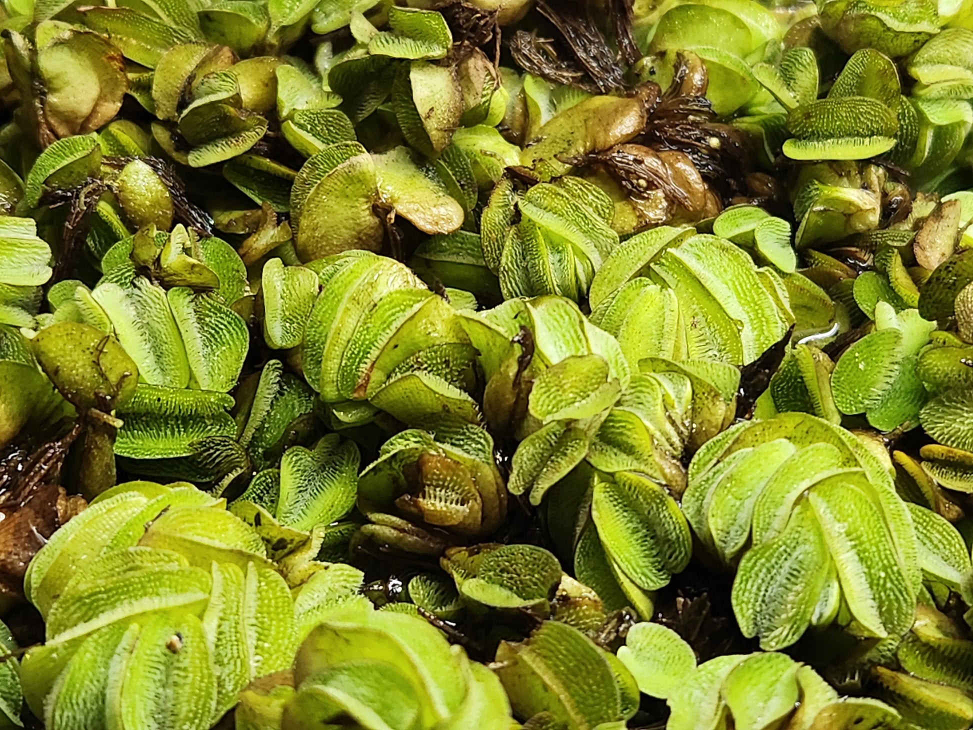 Salvinia – floating freshwater aquarium plant with clusters of oval green leaves, providing surface cover, shade, and nutrient absorption in aquariums.