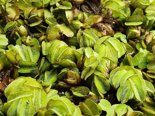 Salvinia – floating freshwater aquarium plant with clusters of oval green leaves, providing surface cover, shade, and nutrient absorption in aquariums.