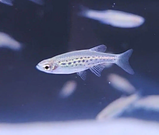 Danio tinwini – Gold Ring Danio