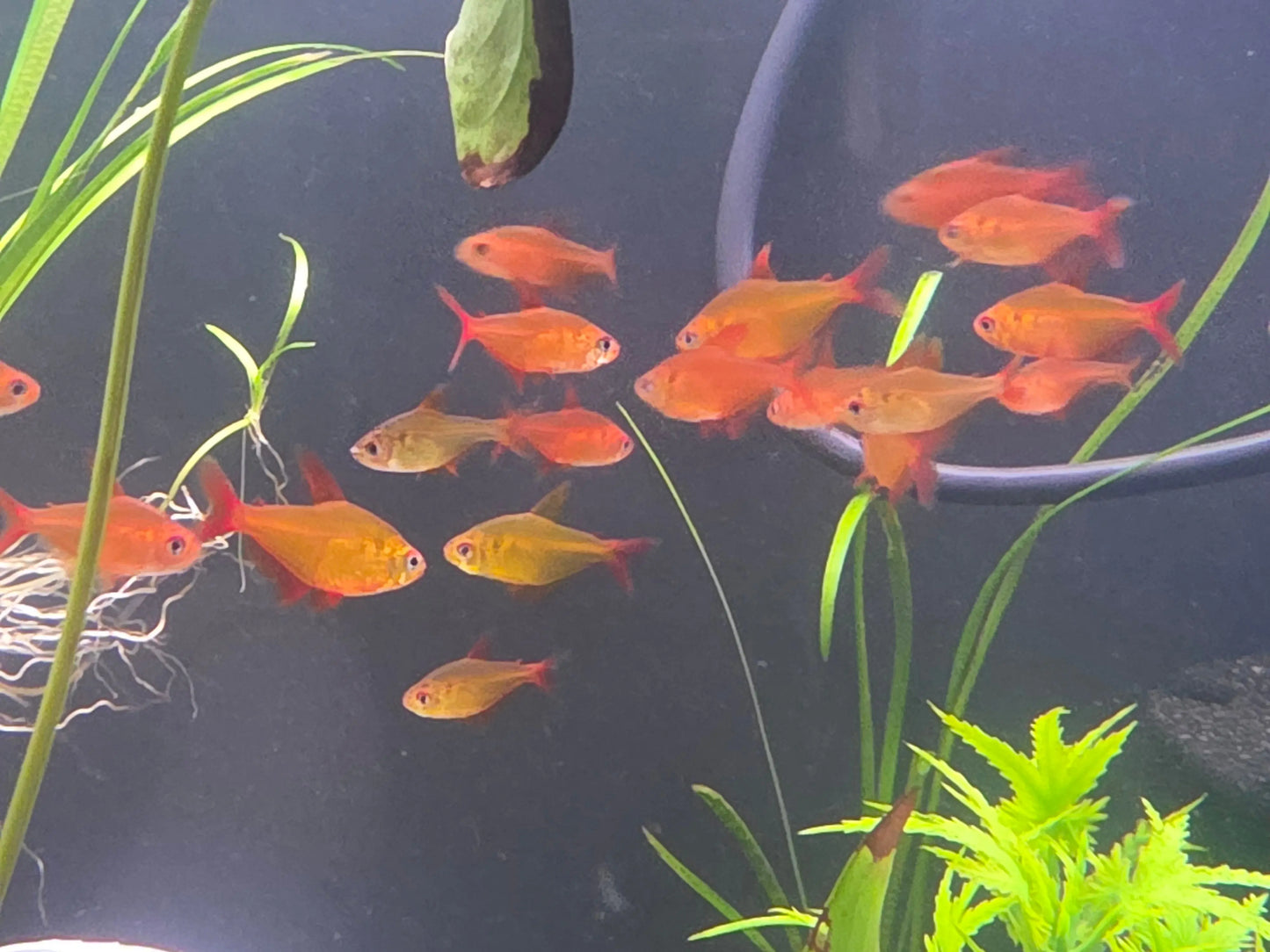 Red Cherry Tetra (Mato Grosso)