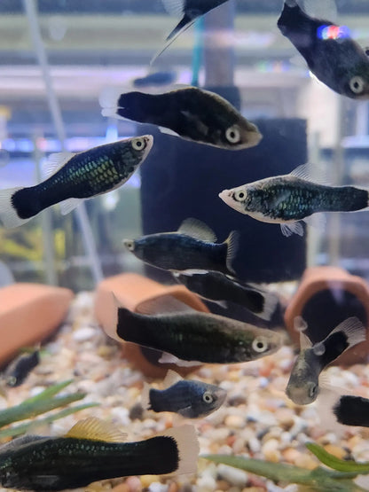 Black Hamburg Swordtail – deep black swordtail fish with elongated tail in a planted freshwater aquarium