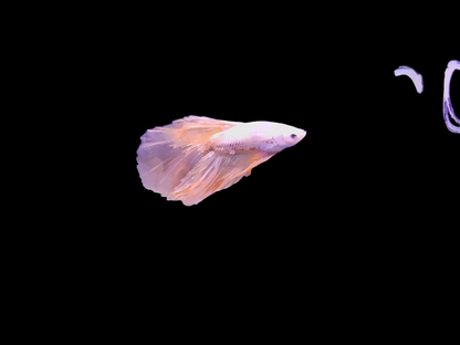 Male Golden Sunshine Betta (Betta splendens) – radiant golden-yellow Betta fish with flowing fins and shimmering scales swimming gracefully in a planted freshwater aquarium